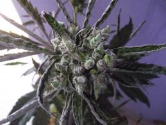 peyote purple pheno # 2