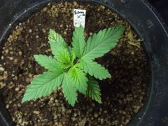 seedling 10 dias