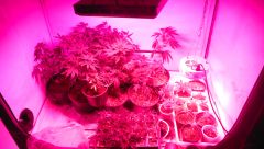 vega seedlings e madres e clones