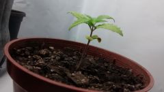 planta 3 perfil