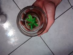 Clone planta 1