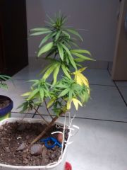 Planta 1