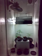 Grow Vegetativo