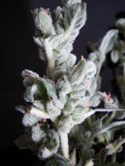 MercaCannabis 003