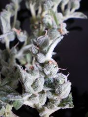 MercaCannabis 004