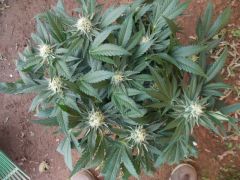 Big Bud 7ª semana