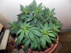 Big Bud 7ª semana