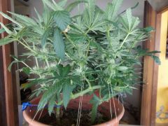 Big Bud 7ª semana