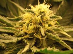 Big Bud 7ª semana