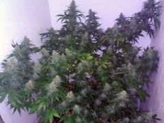 Critical Kush no grow