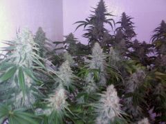 Critical Kush no grow2