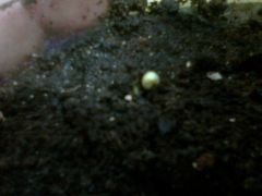 Germinando