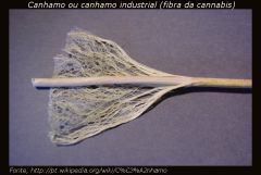 fibra Do cânhamo