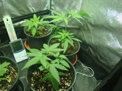 Bubblicious, prensa seed e Skunk#1