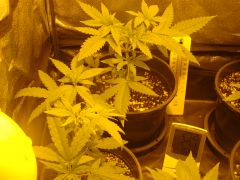 Prensa seed e Skunk#1