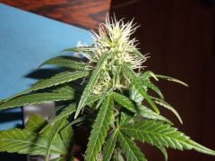 DSCF2083
