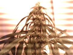 IMG0814A