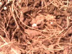 IMG0591A