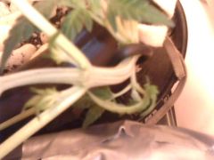 IMG0491A