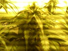 IMG0891A