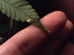IMG0416A