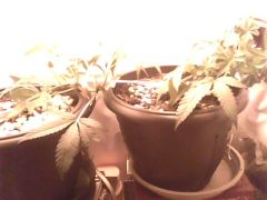 IMG0497A