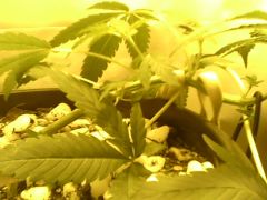 IMG0474A