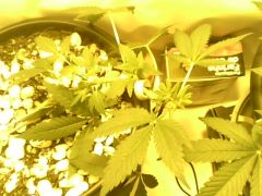 IMG0473A