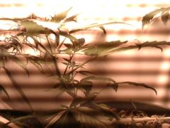 IMG0884A