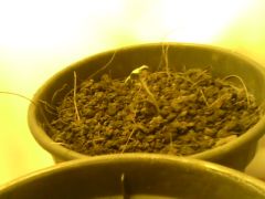 IMG0567A