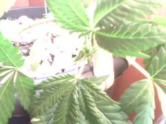 IMG0401A