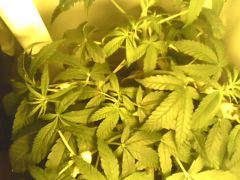 IMG0543A