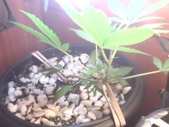 IMG0392A