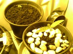 IMG0615A