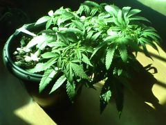 IMG0563A