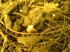 IMG0580A