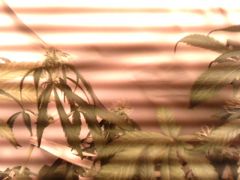 IMG0837A