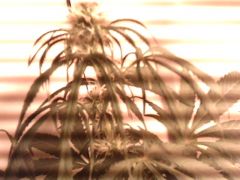 IMG0749A