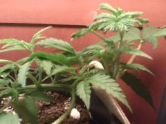 IMG0423A