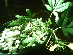 IMG0436A