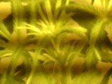 IMG0641A