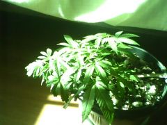 IMG0515A