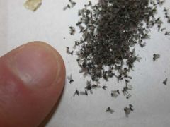 Fungus Gnat