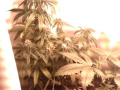 IMG0859A