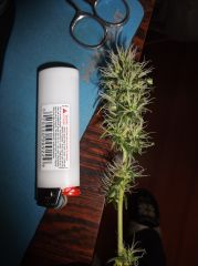 DSCF2090