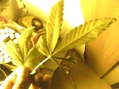 IMG0674A