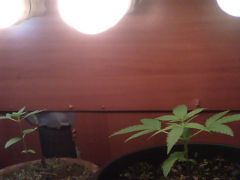 IMG0264A
