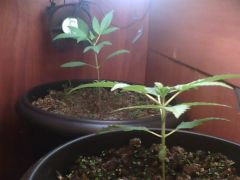 IMG0284A