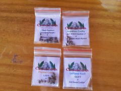 Cannacorp Seeds!