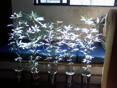 Growroom (4)